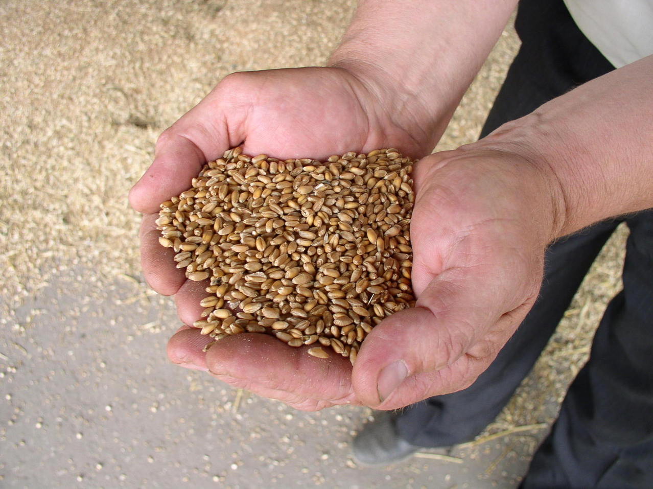 holding wheat grains in hands