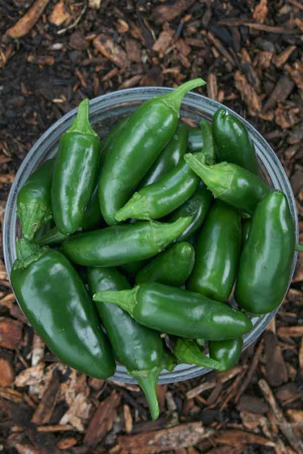 jalapeno