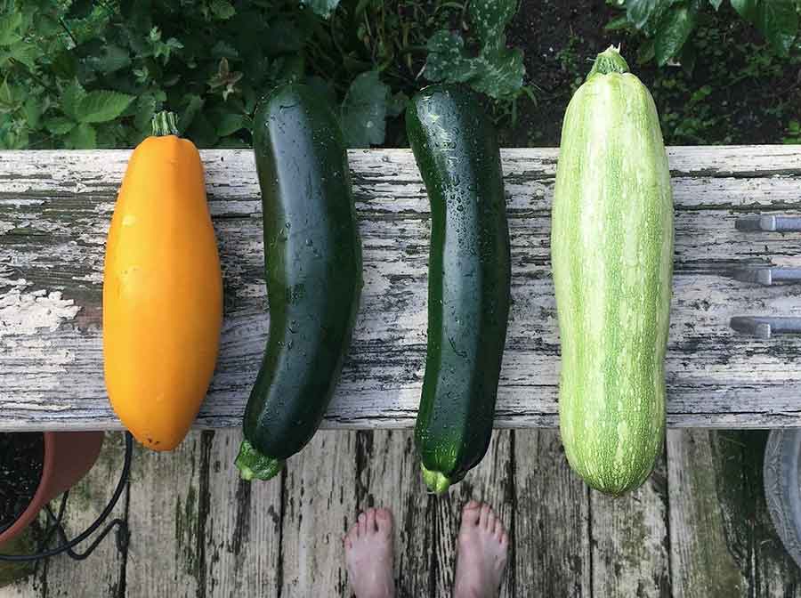 varieties of zucchini